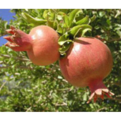 GRANATOWIEC WŁAŚCIWY Punica granatum