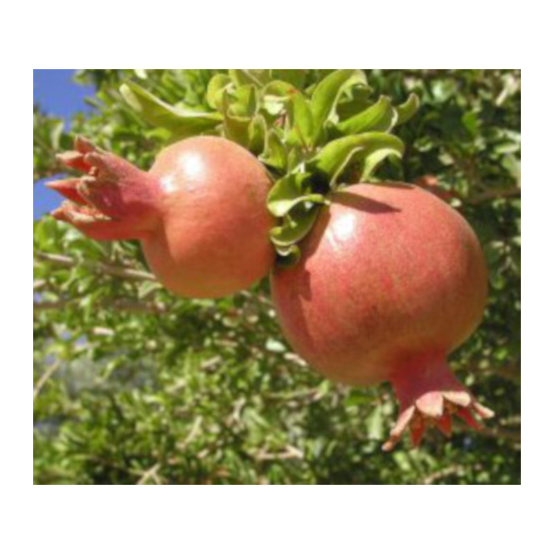 GRANATOWIEC WŁAŚCIWY Punica granatum