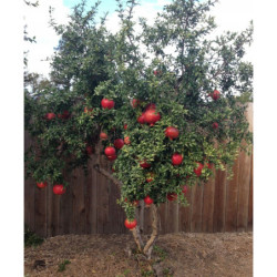 GRANATOWIEC WŁAŚCIWY Punica granatum