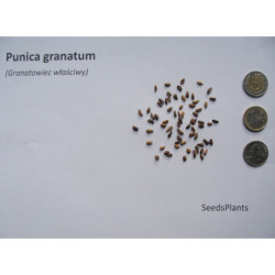 GRANATOWIEC WŁAŚCIWY Punica granatum
