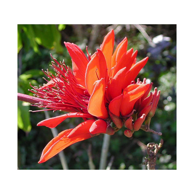 ERYTRYNA ZMIENNA Erythrina indica