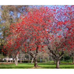 ERYTRYNA ZMIENNA Erythrina indica