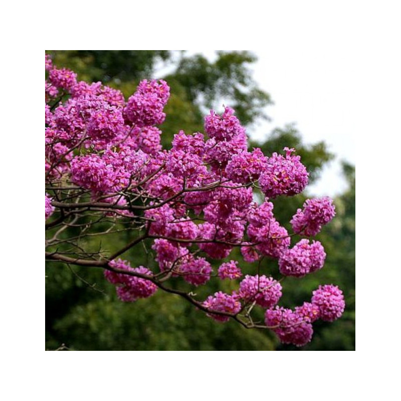 LAPACHO CZERWONE Tabebuia avellanedae