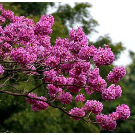 LAPACHO CZERWONE Tabebuia avellanedae