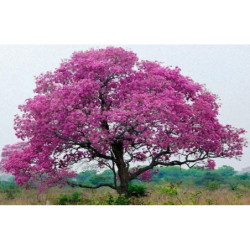 LAPACHO CZERWONE Tabebuia avellanedae