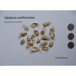 LAPACHO CZERWONE Tabebuia avellanedae