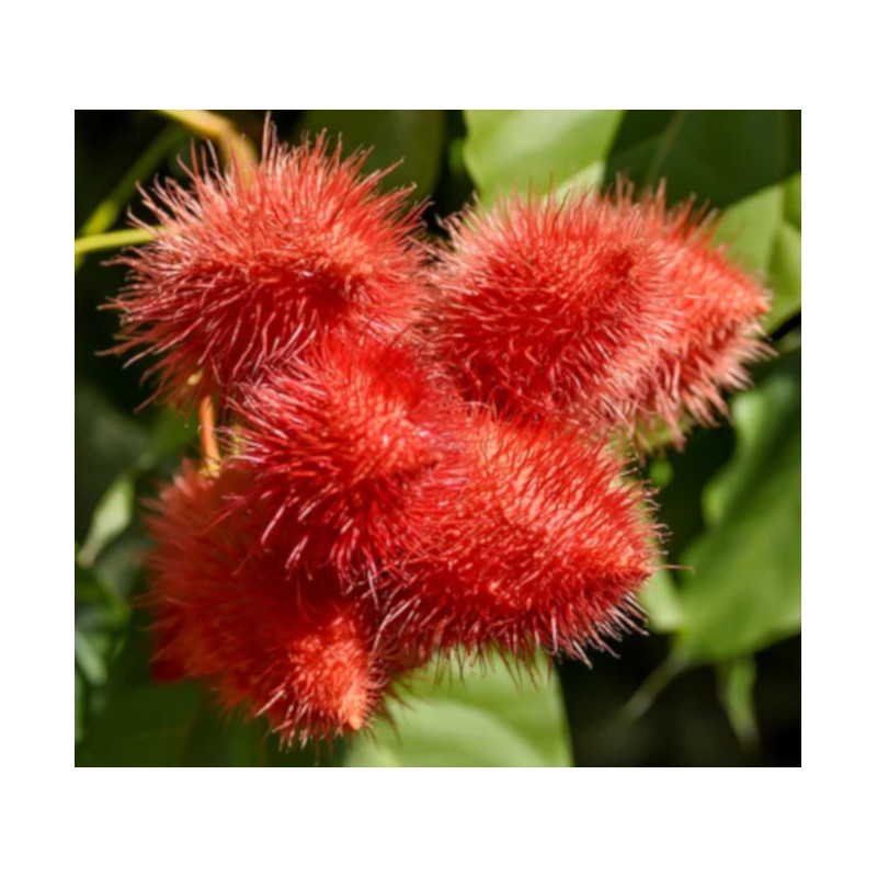 ARNOTA WŁAŚCIWA Bixa orellana