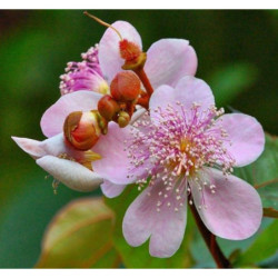 ARNOTA WŁAŚCIWA Bixa orellana