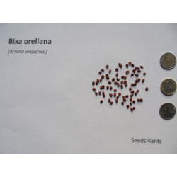 ARNOTA WŁAŚCIWA Bixa orellana