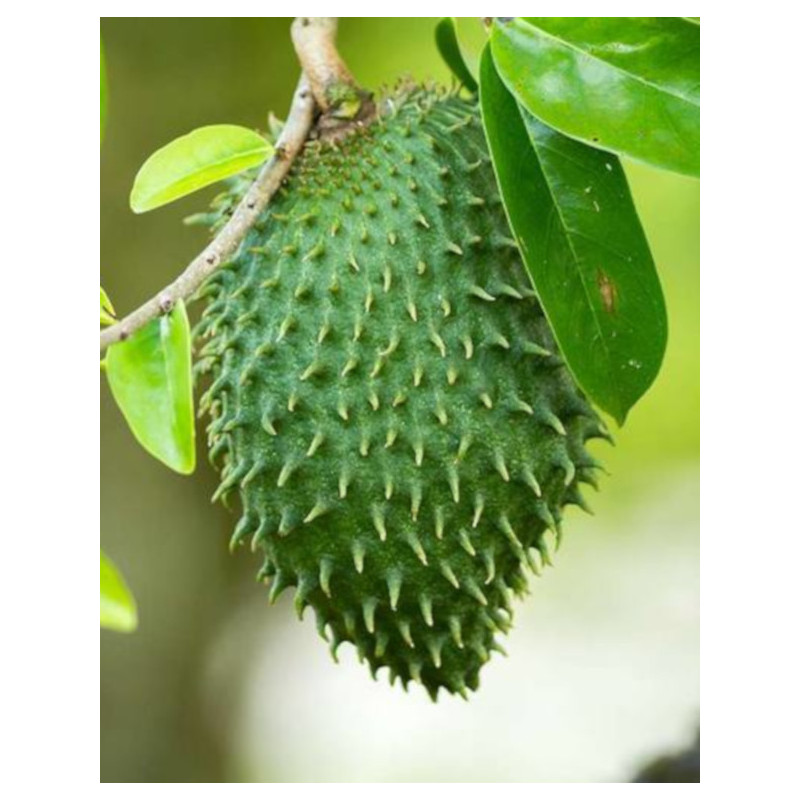 FLASZOWIEC MIĘKKOCIERNISTY Annona muricata