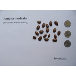 FLASZOWIEC MIĘKKOCIERNISTY Annona muricata