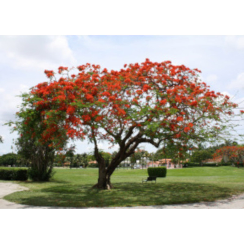 Delonix regia