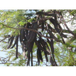 PŁOMIEŃ AFRYKI Delonix regia