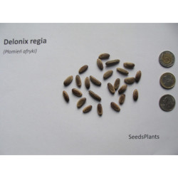 PŁOMIEŃ AFRYKI Delonix regia