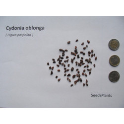 PIGWA POSPOLITA Cydonia oblonga