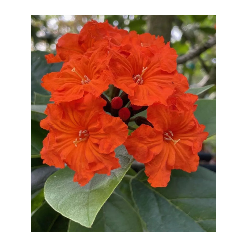 KOSTLIWKA SZKARŁATNA Cordia sebestena