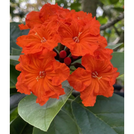 KOSTLIWKA SZKARŁATNA Cordia sebestena