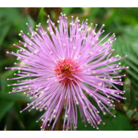 MIMOZA WSTYDLIWA Mimosa pudica