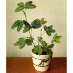 MIMOZA WSTYDLIWA Mimosa pudica