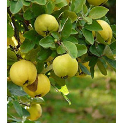 KLEISZCZE SMAKOWITE Aegle marmelos