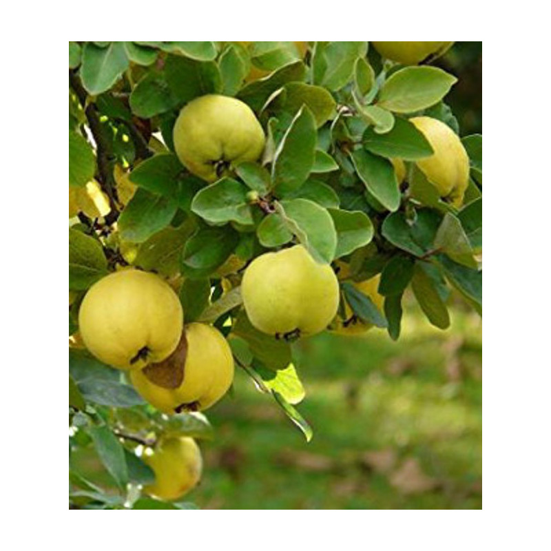 KLEISZCZE SMAKOWITE Aegle marmelos