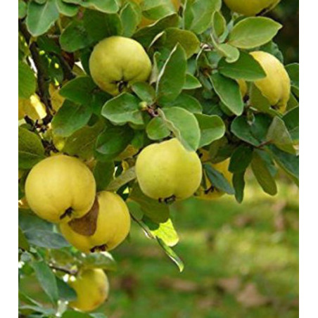 KLEISZCZE SMAKOWITE Aegle marmelos