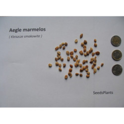 KLEISZCZE SMAKOWITE Aegle marmelos