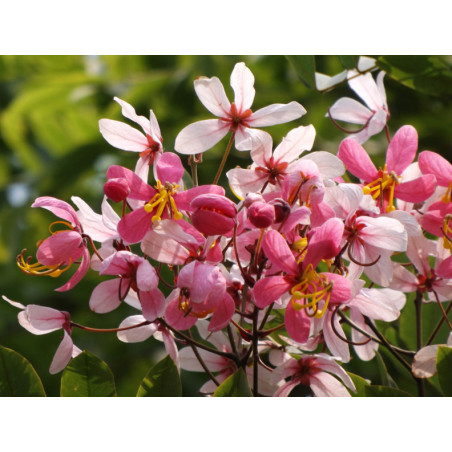 CASSIA JAVANICA Cassia javanica