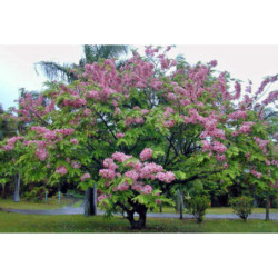 CASSIA JAVANICA Cassia javanica