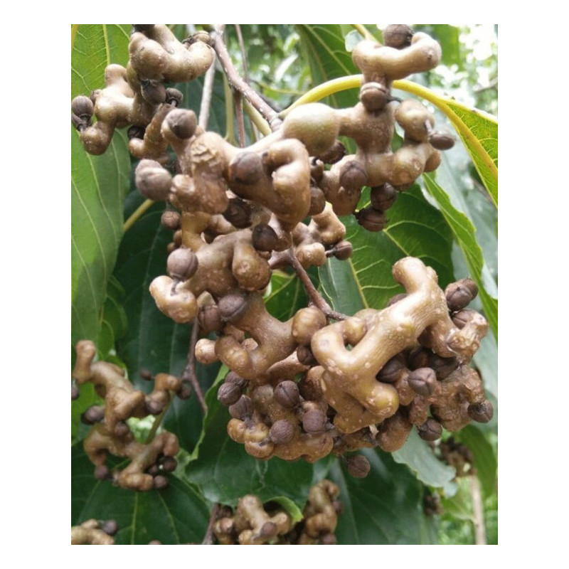 HOWENIA ACERBA Hovenia acerba