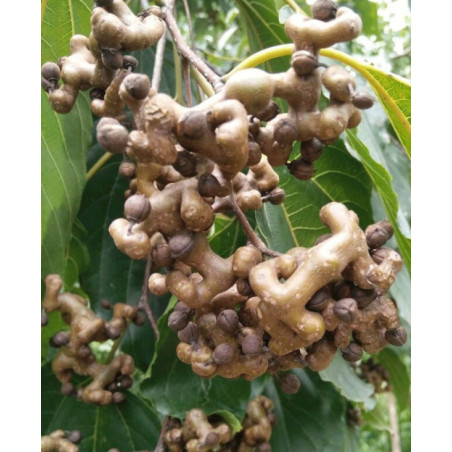 HOWENIA ACERBA Hovenia acerba