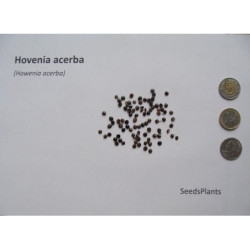 HOWENIA ACERBA Hovenia acerba