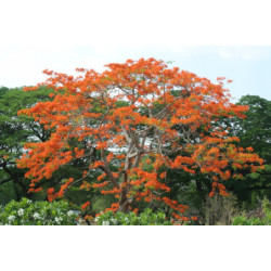 WEŁNIAK AZJATYCKI Bombax malabaricum