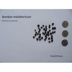 WEŁNIAK AZJATYCKI Bombax malabaricum