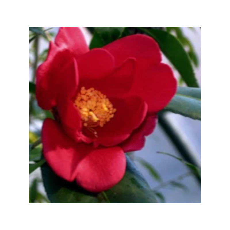 KAMELIA CHEKIANGOLESA Camellia chekiangolesa