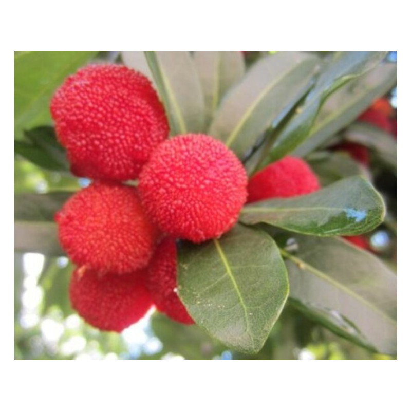 WOSKOWNICA CZERWONA Myrica rubra