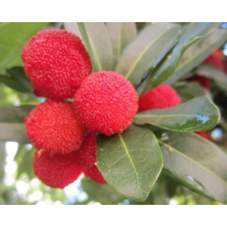 WOSKOWNICA CZERWONA Myrica rubra