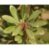 WOSKOWNICA CZERWONA Myrica rubra