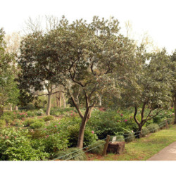 WOSKOWNICA CZERWONA Myrica rubra