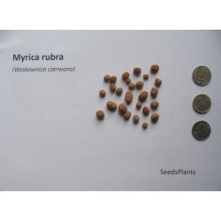 WOSKOWNICA CZERWONA Myrica rubra