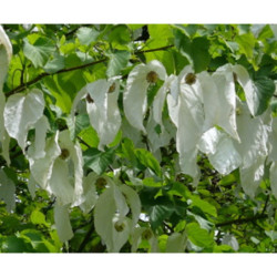 DAWIDIA CHIŃSKA Davidia involucrata