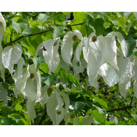 DAWIDIA CHIŃSKA Davidia involucrata