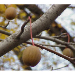 DAWIDIA CHIŃSKA Davidia involucrata