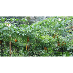 PRZEPĘKLA INDOCHIŃSKA Momordica cochinchinensis