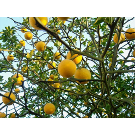 POMARAŃCZA TRÓJLISTKOWA Poncirus trifoliata