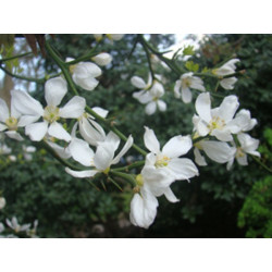 POMARAŃCZA TRÓJLISTKOWA Poncirus trifoliata