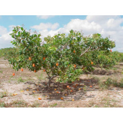 NANERCZ ZACHODNI Anacardium occidentale