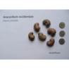 NANERCZ ZACHODNI Anacardium occidentale