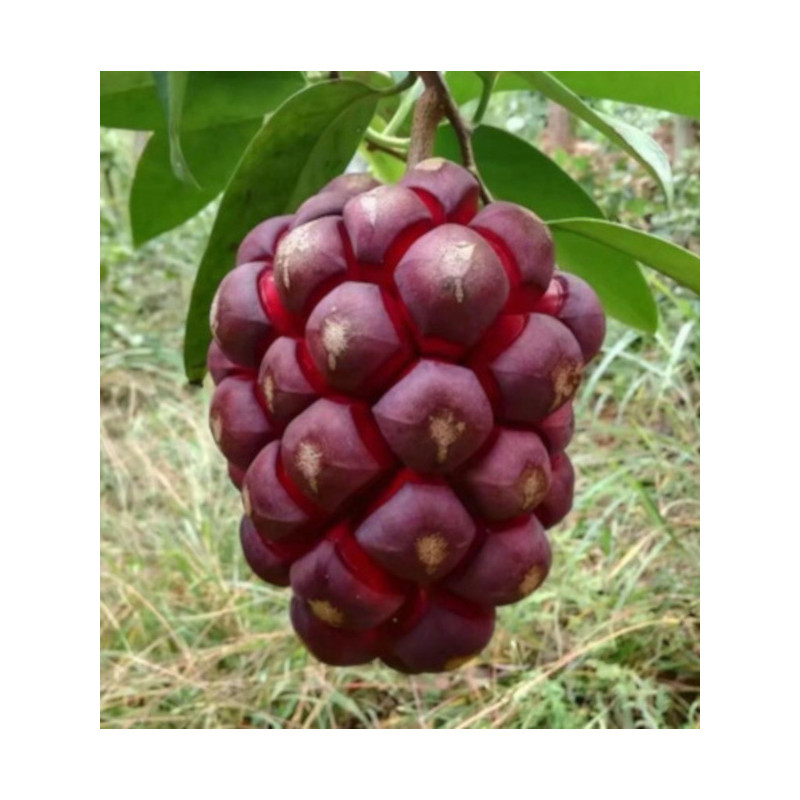 KADSURA COCCINEA Kadsura coccinea