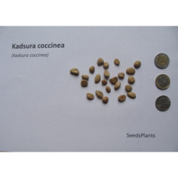 KADSURA COCCINEA Kadsura coccinea